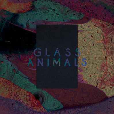 Premiere: Glass Animals: “Black Mambo (Zodiac Remix)” stream | Under the  Radar Magazine